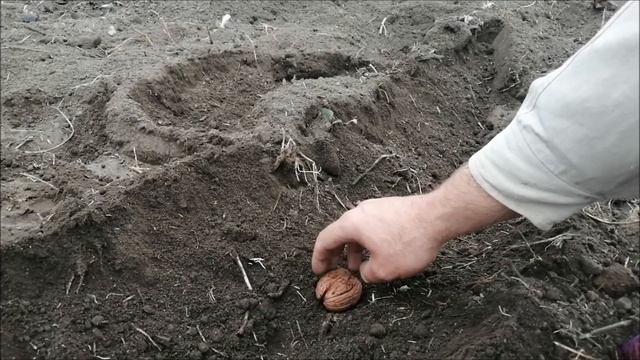 посадка грецкого ореха осенью