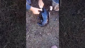 Быстрый способ очистить утку от перьев!)