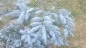 Abies Procera Glauca - Incredible Tree   #short