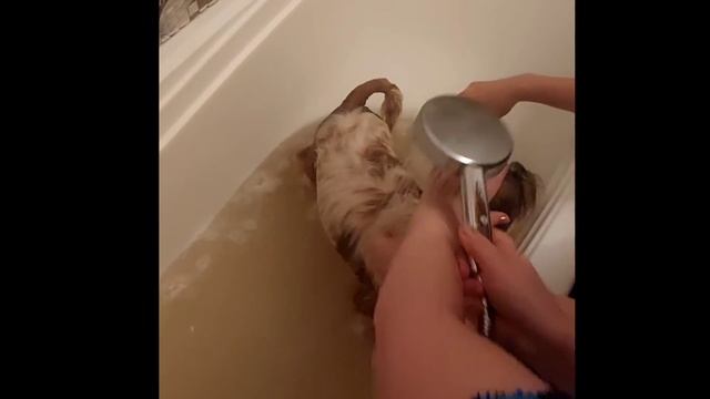 Вот если бы все мужчины любили своих жен как он.Хотели пробраться в наш дом, но попали в западню. смотреть онлайн