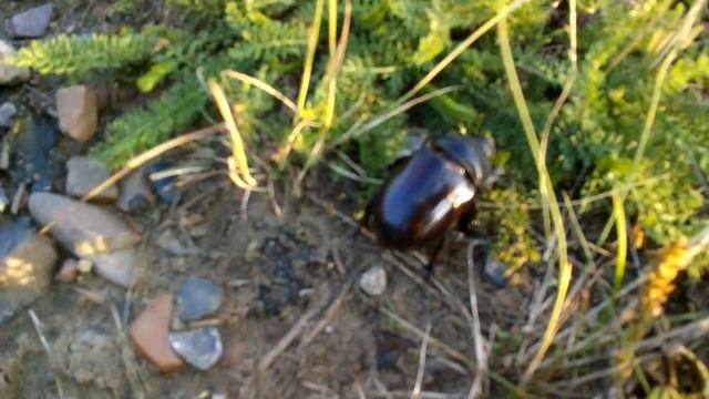 Жук - великан! смотреть онлайн