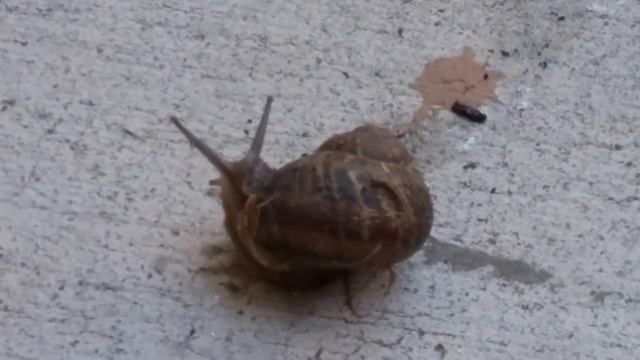 Удивительный мир улиток Редкие кадры Мир вокруг нас ? смотреть онлайн