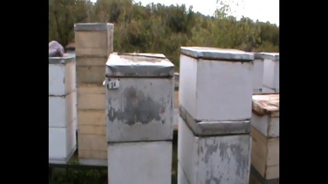 Ульи далеко друг от друга, но надо объединять их | Как? | 162. 00 смотреть онлайн