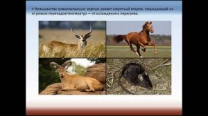 Внешнее строение млекопитающих. Среды жизни и места обитания. Биология 7 класс.