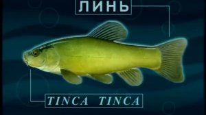 Диалоги о рыбалке - 163- Ловля осторожного линя.