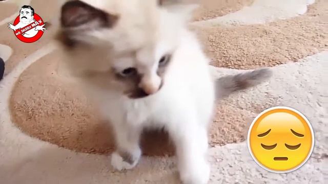 Котенок и ребенок. смотреть онлайн