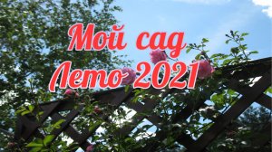 Мой сад ? Лето ☀️ 2021!.