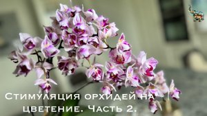 Стимуляция орхидей на цветение. Часть 2. Проливаю монокалий фосфат. #phal #какзацвестиорхидею #орхид