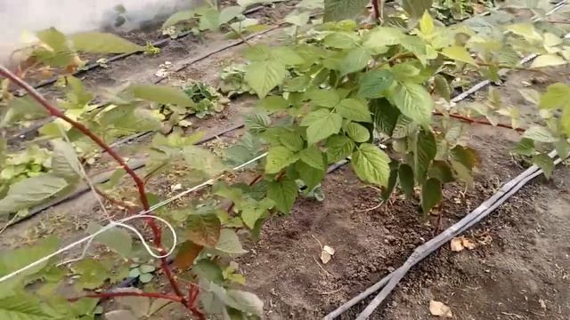 #Малина #Маравилла оригинал смотреть онлайн