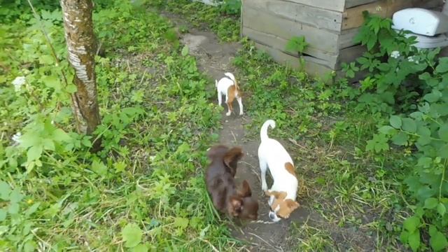 ПРОДАЮ щенка ЧИХУАХУА Мари Мистик Пигмалион Др 26/09/2021/ Санкт - Петербург ЕСТЬ ДОСТАВКА по Европ смотреть онлайн