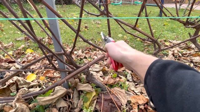 ЭТО СМОЖЕТ КАЖДЫЙ/КАК ОБРЕЗАТЬ ВИНОГРАД ОСЕНЬЮ смотреть онлайн