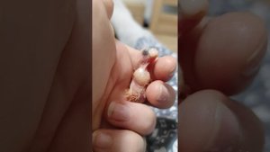 кормление птенцов неразлучников