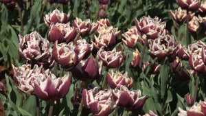 Wyndham - Tulip 🌷🌷🌷 vdqbulbs.com.au
