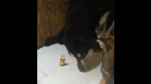 Собачка Шуша: маринованный огурец для нее скорее игра, чем еда