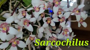 Sarcochilus обильное цветение.