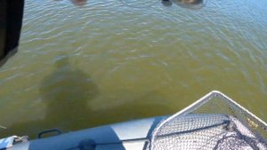 Рыбалка в Колпашево, река Обь, ловля щуки, окуня, судака.