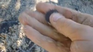 В поисках золота на пляже кладоискатели