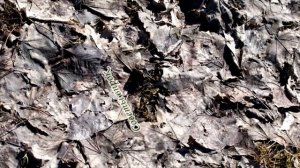 ➤ 4 ПРИЧИНЫ, ПОЧЕМУ НЕЛЬЗЯ СЖИГАТЬ ЛИСТЬЯ ➤ Запрещено сжигать листья ➤ Вредно сжигать листья