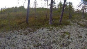 Поиск золота, Север коп 5, Minelab CTX 3030