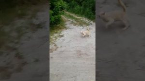 Усть Койсуг, рыбалка. прогулка.