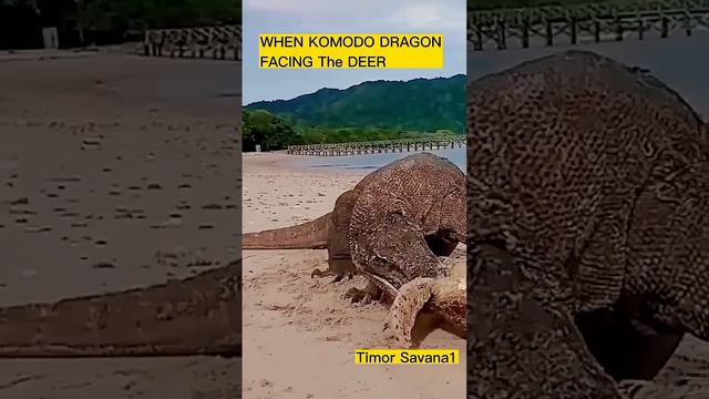 WHEN THE KOMODO DRAGON FACING THE DEER AND TURTLE