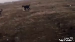 Охота с тазы и борзой