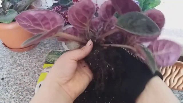 ДЕЛЕНИЕ И ПЕРЕСАДКА ФИАЛКИ. смотреть онлайн