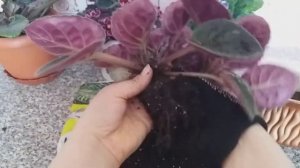 ДЕЛЕНИЕ И ПЕРЕСАДКА ФИАЛКИ.