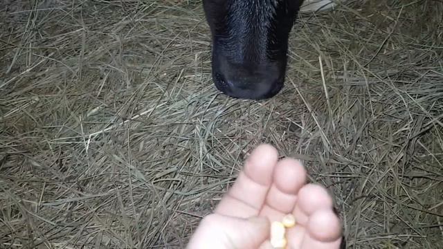 Отёл коровы Ника отелилась смотреть онлайн