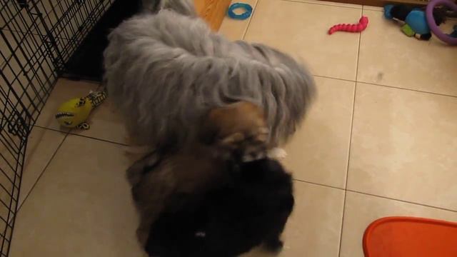 Тибетский терьер (щенки) смотреть онлайн