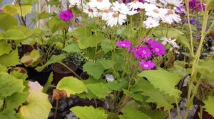 Как я зарабатываю на остатках Цинерарии Гибридной.