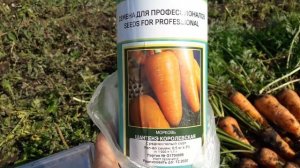 Морковь Шантанэ Королевская