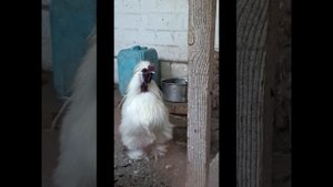 Зооуголок в парке Горького в г. Мелитополь