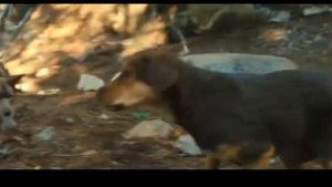 Большой котёнок спасает своего друга от волков Путь домой 2019  (12+)