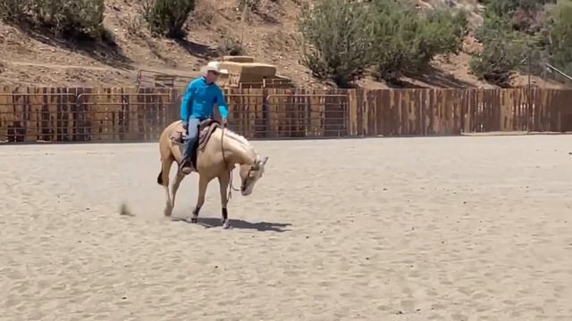 Horse For Sale - Palomino Gelding смотреть онлайн