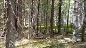 Вдоль военной дороги. Коп в Карелии.