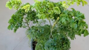 Polyscias Ming Ramifié - Polyscias Roble Ramifié