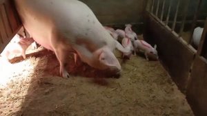 Поросятам 10 суток. Прокалываю вторично железо.