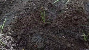 Посадка рассады лука.