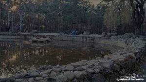 Черкассы. парк Сосновий бір, парк 50-летия