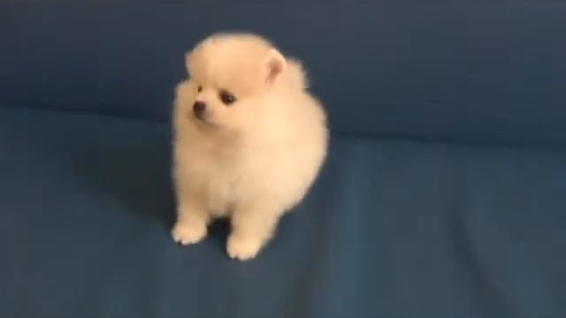 Щенки Паши и Сказки смотреть онлайн