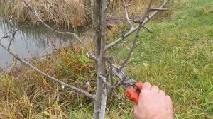 ОБРЕЗКА СЛИВЫ ПОСЛЕ ПЕРЕСАДКИ.