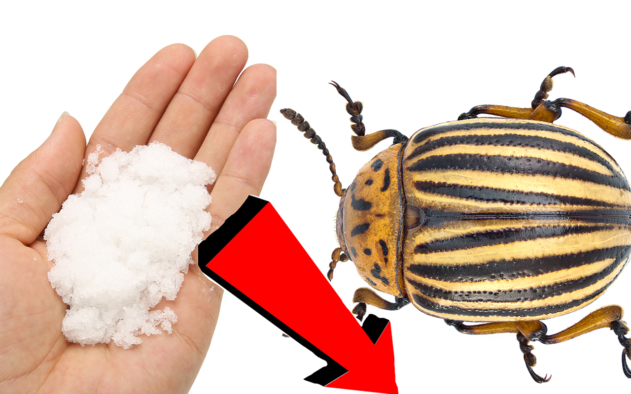 Как избавиться от колорадского жука на картошке навсегда За 3 минуты ...