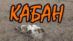 Кабаны, охотники и браконьеры