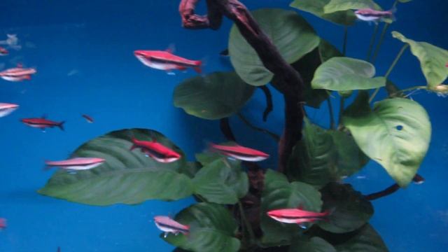 Nannostomus Beckfordy SUPER RED..........colordiscus.com смотреть онлайн