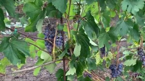 УЛЬТРАРАННИЕ СОРТА винограда 2022 года ( часть 2)