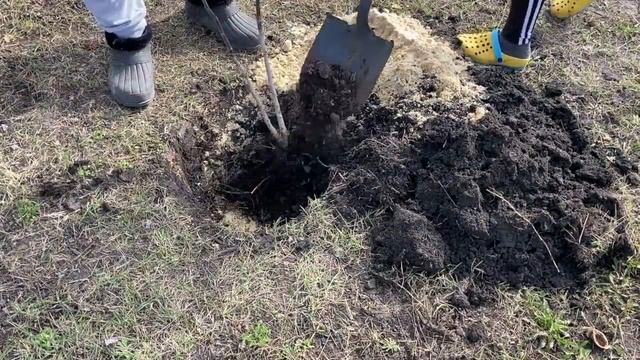 Поймали Тосю с поличным. Дом на продажу. Серия № 361. смотреть онлайн