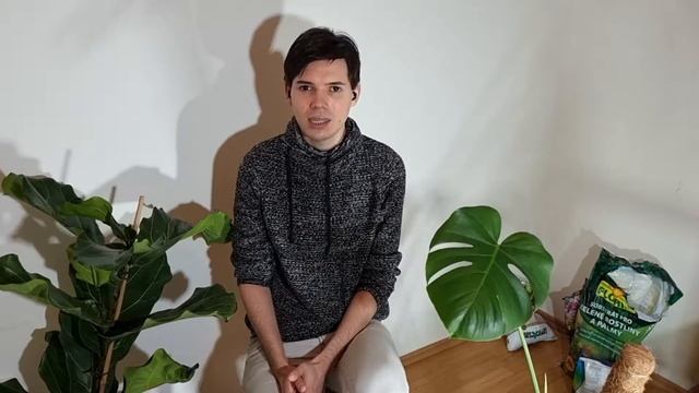 Пересадка монстеры | подбираем почву и горшок смотреть онлайн