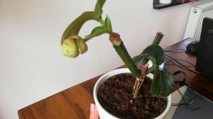 Мединилла сбрасывает зеленые листья ? Опять капризы!