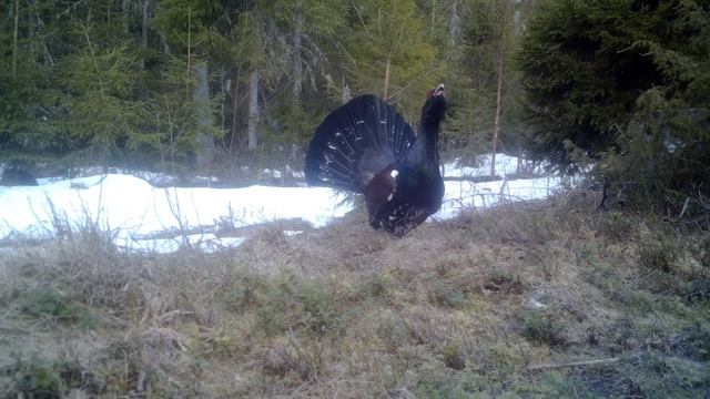 Глухарь и вредная лиса. Токовище "Старый пень". Карелия 2023. смотреть онлайн